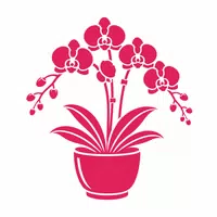 Chậu Lan Hồ Điệp