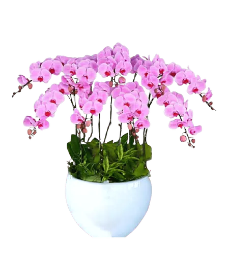 Chậu Lan Hồ Điệp Hồng Tán Rộng