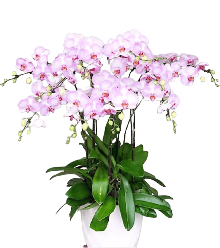 Chậu Lan Hồ Điệp Hồng Trắng Dịu Nhẹ