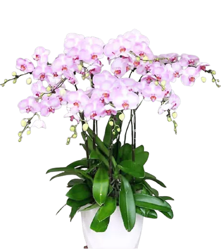 Chậu Lan Hồ Điệp Hồng Trắng Dịu Nhẹ