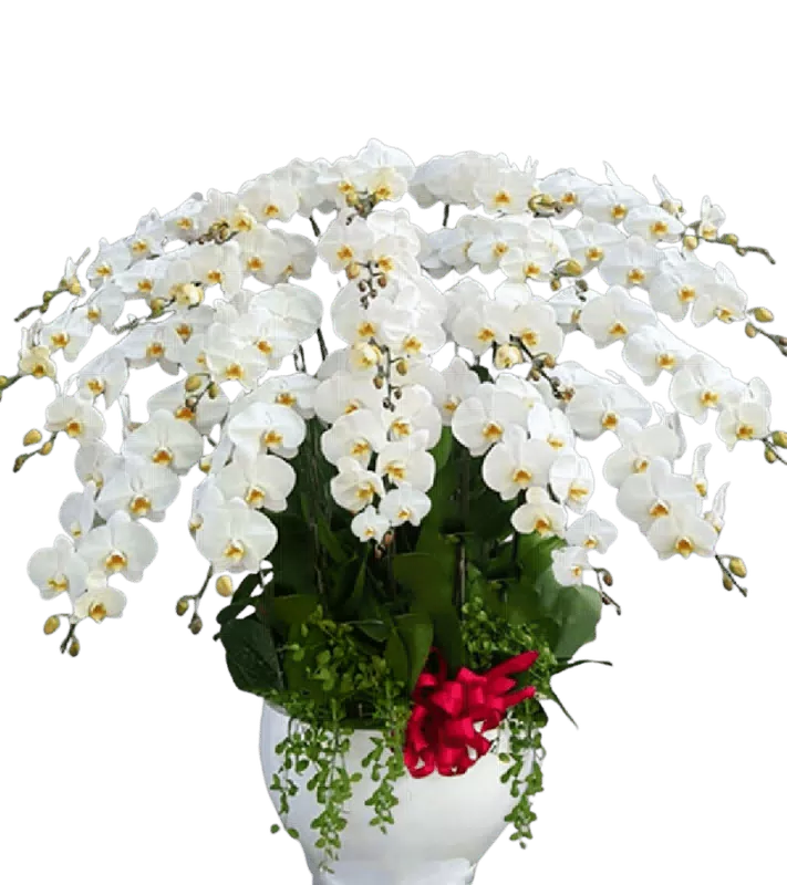Chậu Lan Hồ Điệp Trắng Cỡ Đại