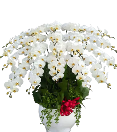 Chậu Lan Hồ Điệp Trắng Cỡ Đại