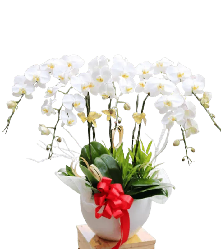 Chậu Lan Hồ Điệp Trắng Tán Rộng