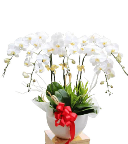 Chậu Lan Hồ Điệp Trắng Tán Rộng