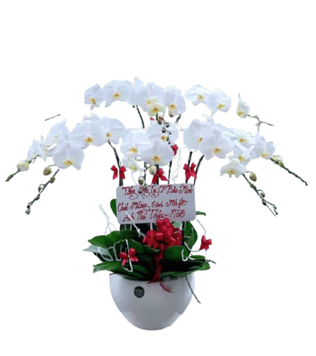 Chậu Lan Hồ Điệp Trắng Tối Giản